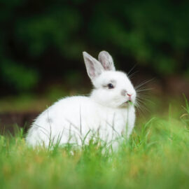 Caring for pet rabbits