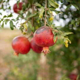 Plant a pomegranate tree