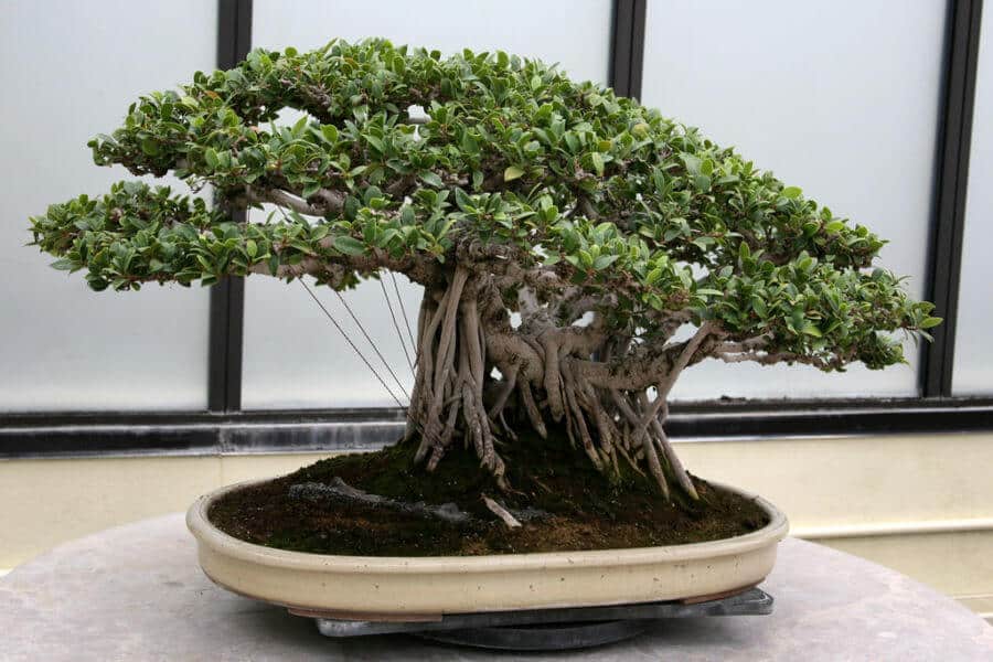 Bonsai Ficus tree with small green leaves in a shallow ceramic pot.