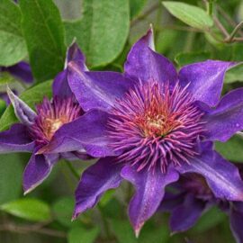 Clematis: The climbing beauty