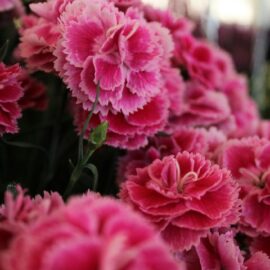 What you need to know about Dianthus