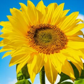 Sensational sunflowers…