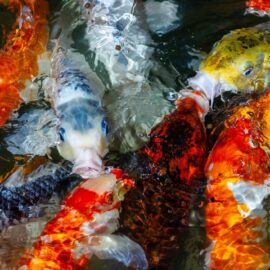 Guide to feeding your Koi