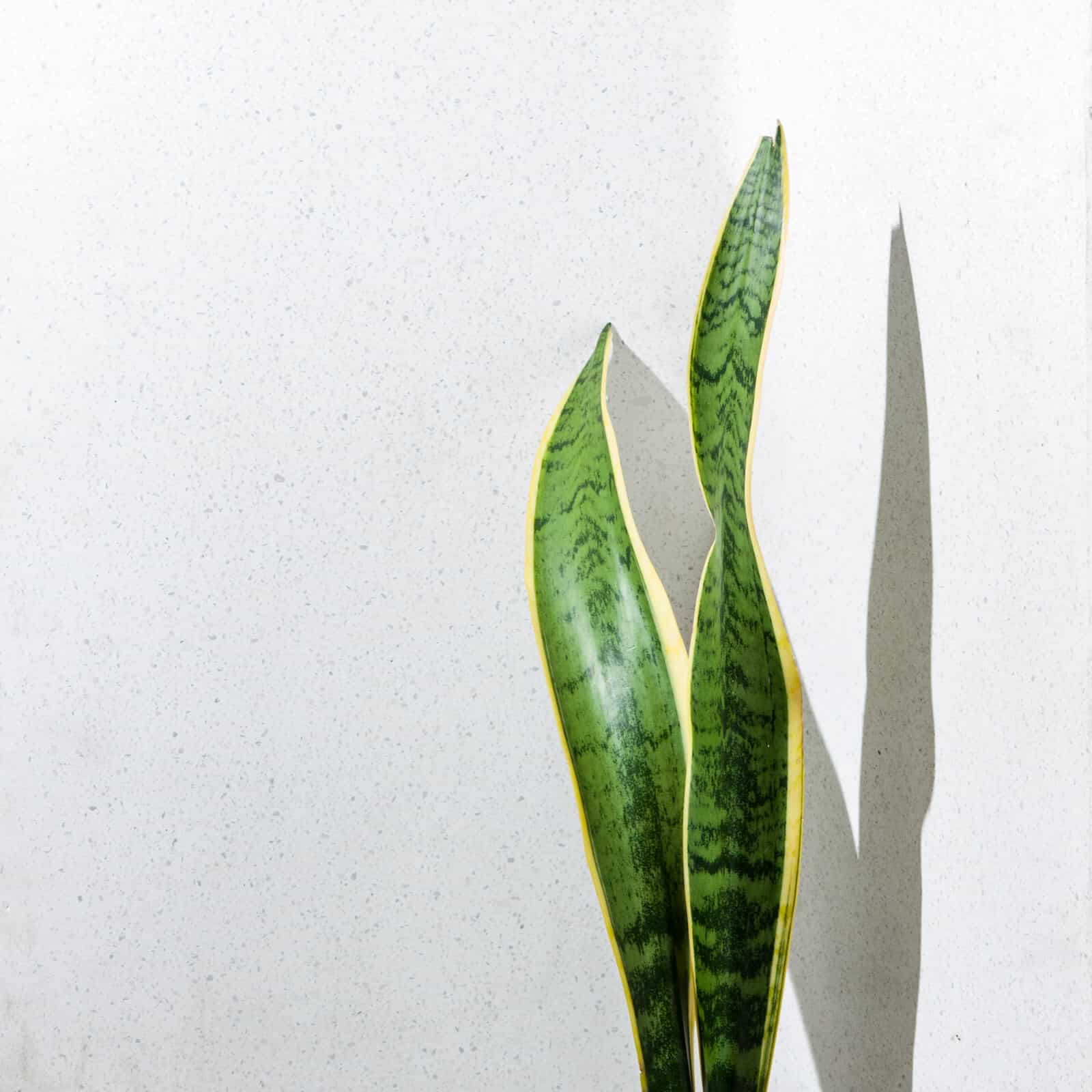 Variegated snake plant leaves against a plain white background.
