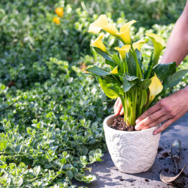 How to plant in containers