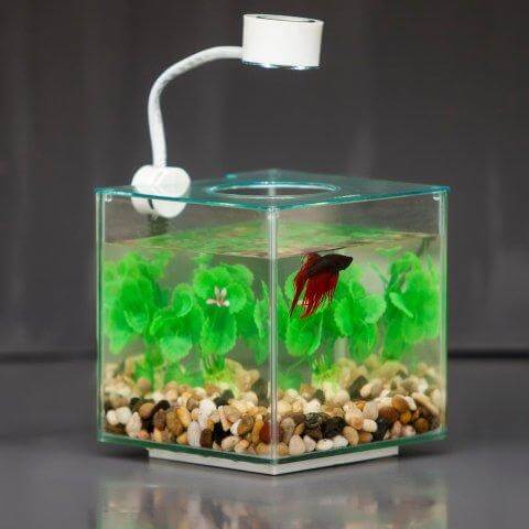 Betta fish swimming in a small transparent cube aquarium with gravel and plastic plants