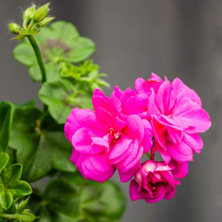 Pretty pelargoniums - Stodels