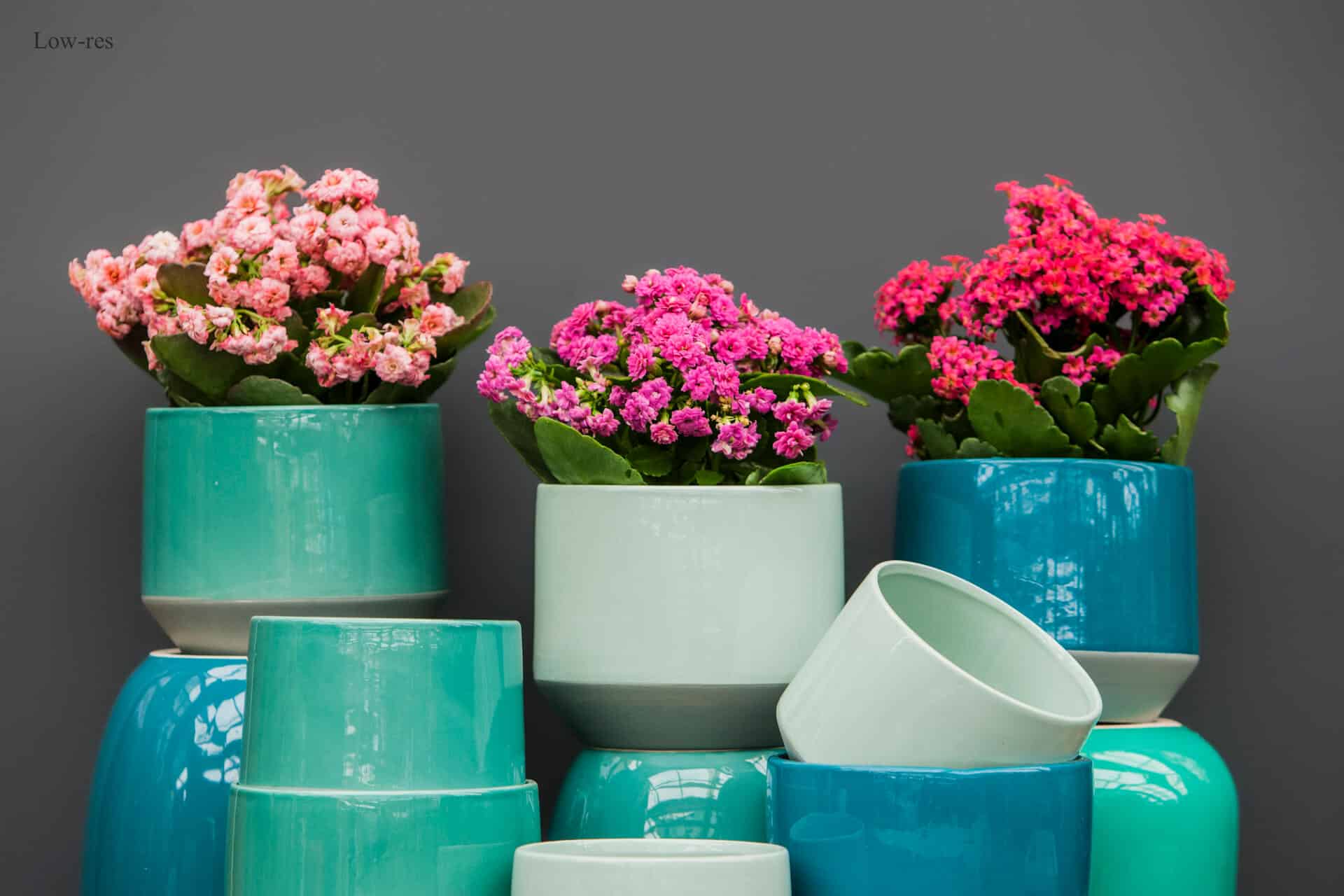 Ceramic pots in shades of blue containing pink kalanchoe flowering plants.