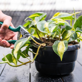 Why and What You Should Prune