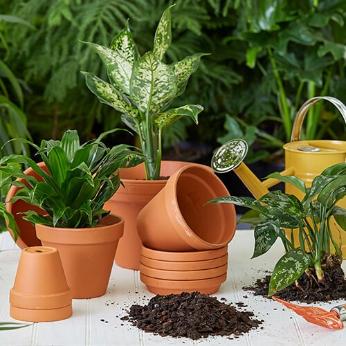 Terracotta pots hold houseplants on a white wooden surface with potting soil scattered around.