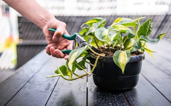 A Guide To Propagating Plants - Stodels Garden Centre