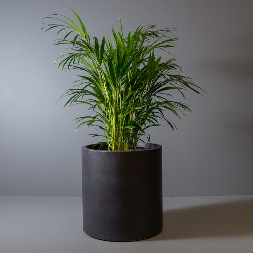 Bamboo palm 30cm in | Online