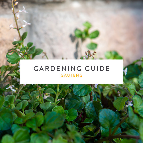 March gardening guide | Gauteng | Stodels Nursery