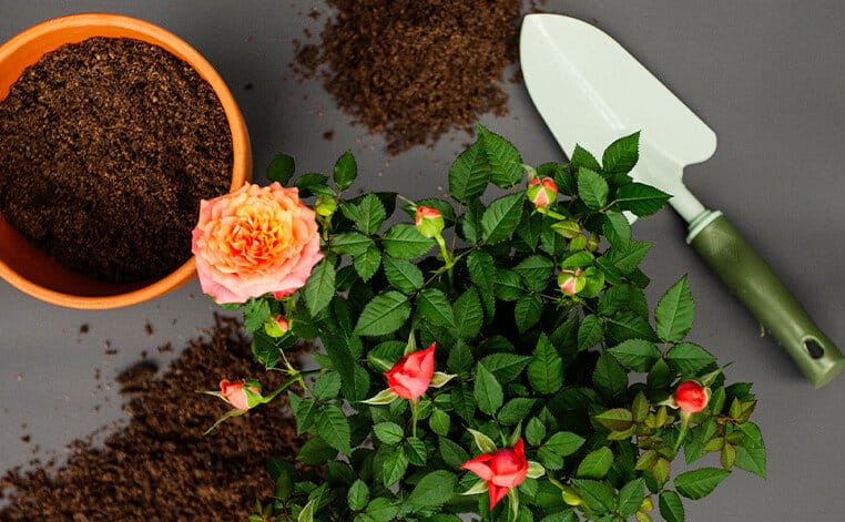 Close-up of a terracotta pot of soil next to a trowel and a blooming pink rose plant.