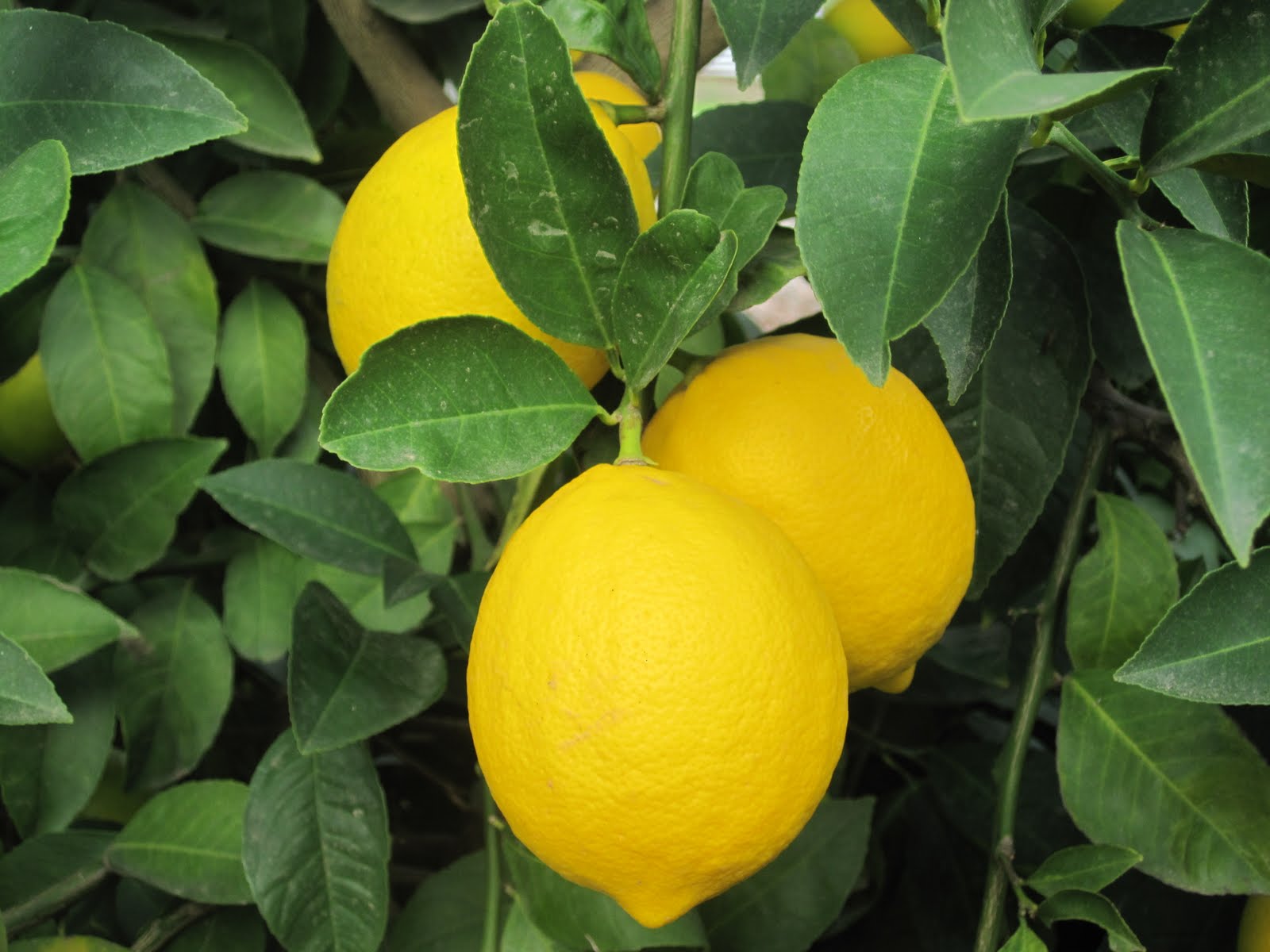 lemon tree