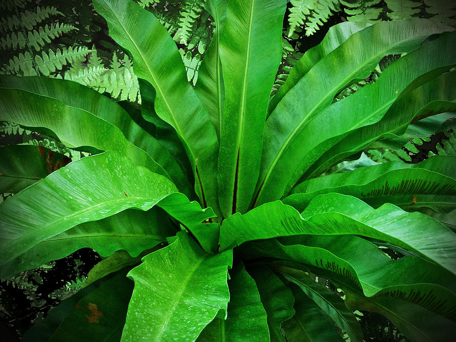 BIRDSNEST FERN - Stodels Garden Centre