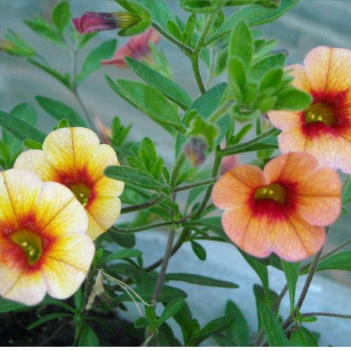 PETUNIA MILLION BELLS Stodels Garden Centre