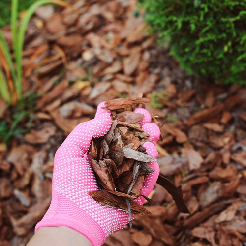 A hand in a pink glove holding a pile of small twigs and wood chips, contrasted against green foliage in the background.