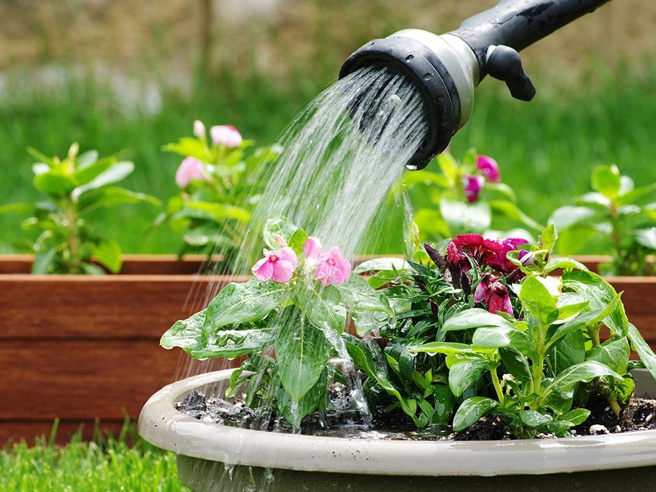 A close-up of a hosepipe watering a pot of flowers, with a wooden plant holder with flourishing plants in the background.