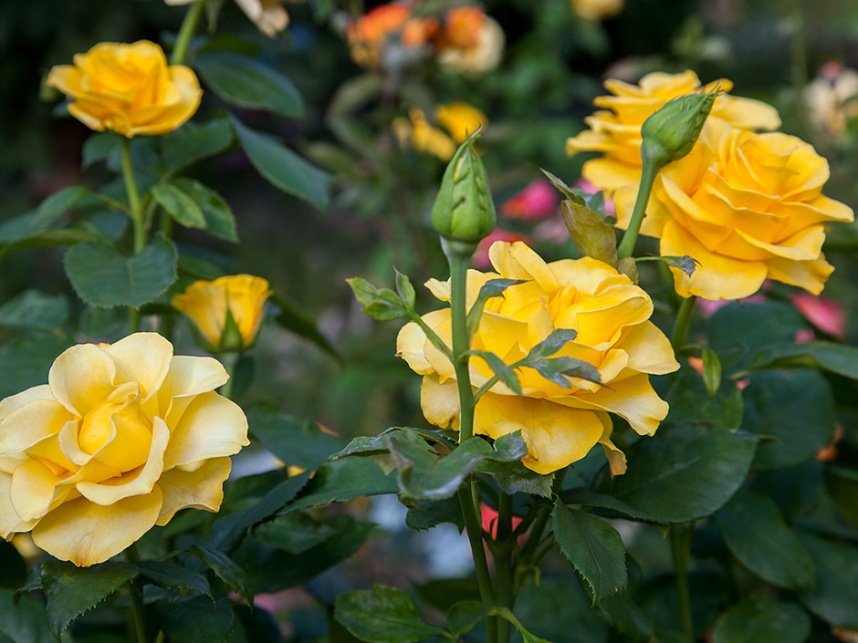 How to Prepare for Rose Bloom Season
