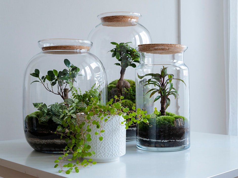 Glass terrariums with cork lids containing moss, fern, and Ficus plants.