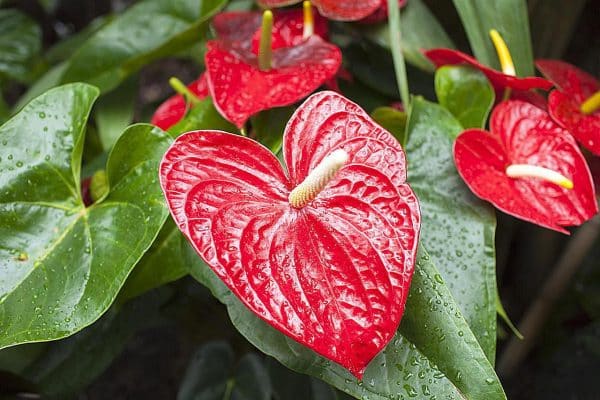 Bright red glossy flowers of the Anthurium plant with large green leaves