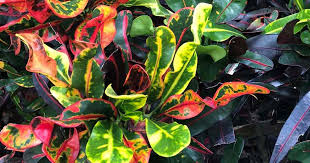 Close-up of croton mammy plant with red, green and yellow leaves