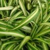 Close-up of Chlorophytum Fern with long green and white striped leaves