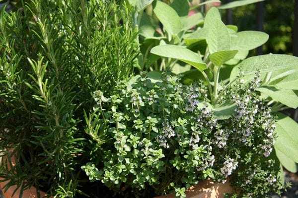 Close-up of different types of herbs growing in a garden.