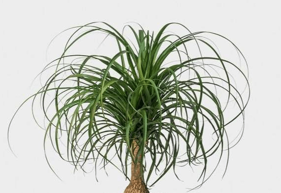 Close-up of the top of a pony tail palm with stringy green fronds