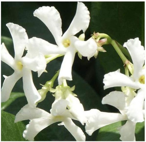 Delicate white cattleya orchid blossoms with pale yellow centres on a dark background.