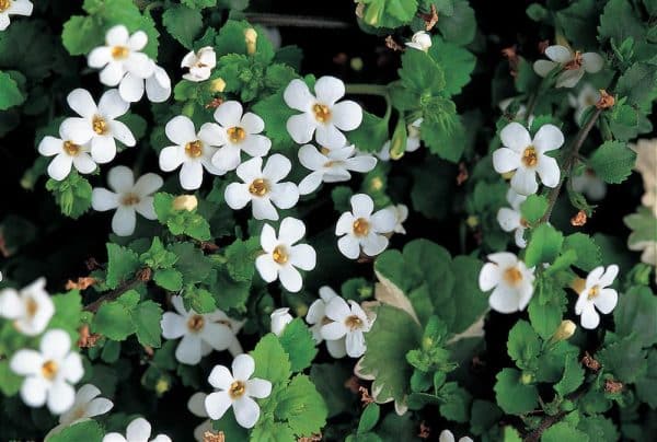 Close-up of small, white, six-petaled flowers on a green leafy background.