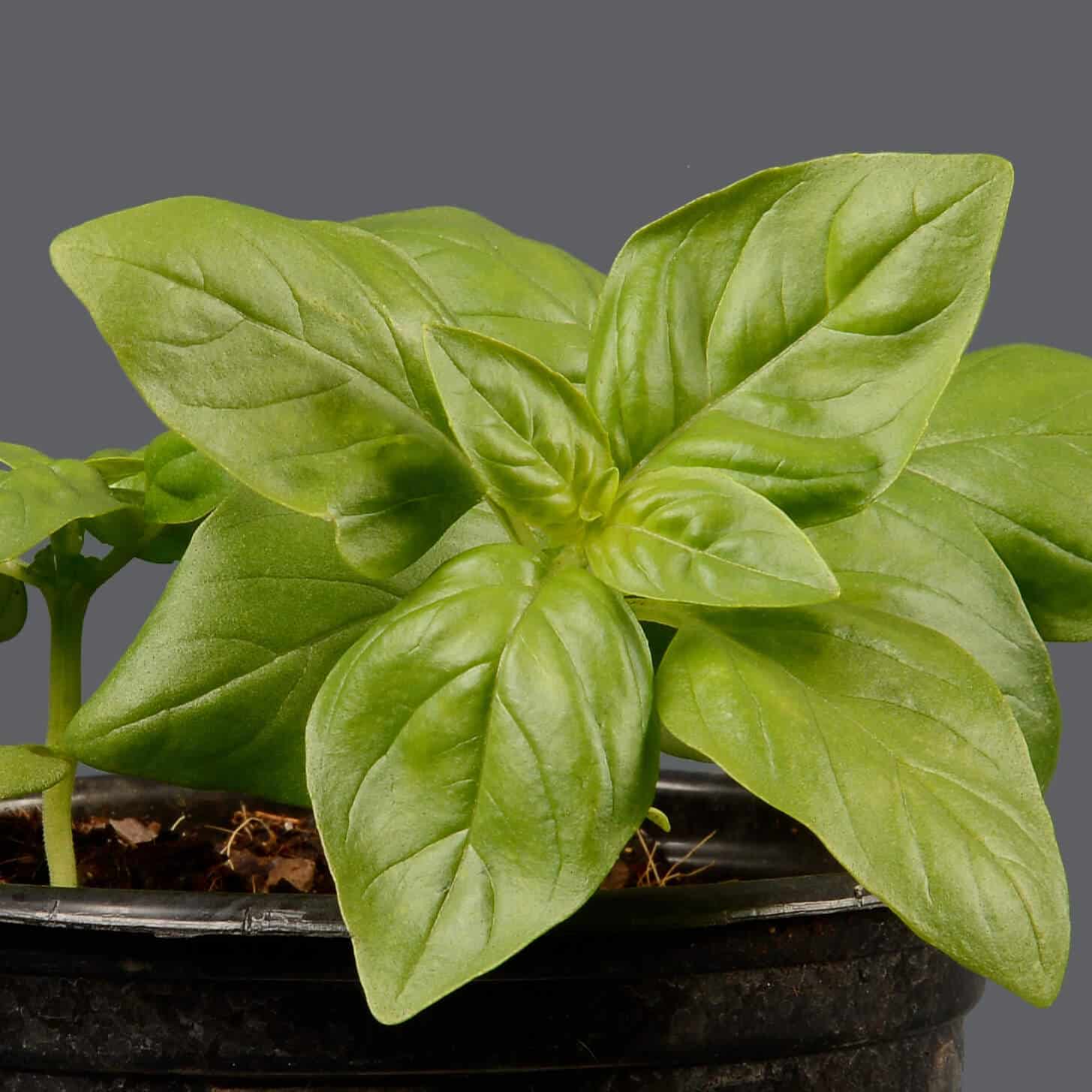 Sweet basil 12cm Stodels Online Store