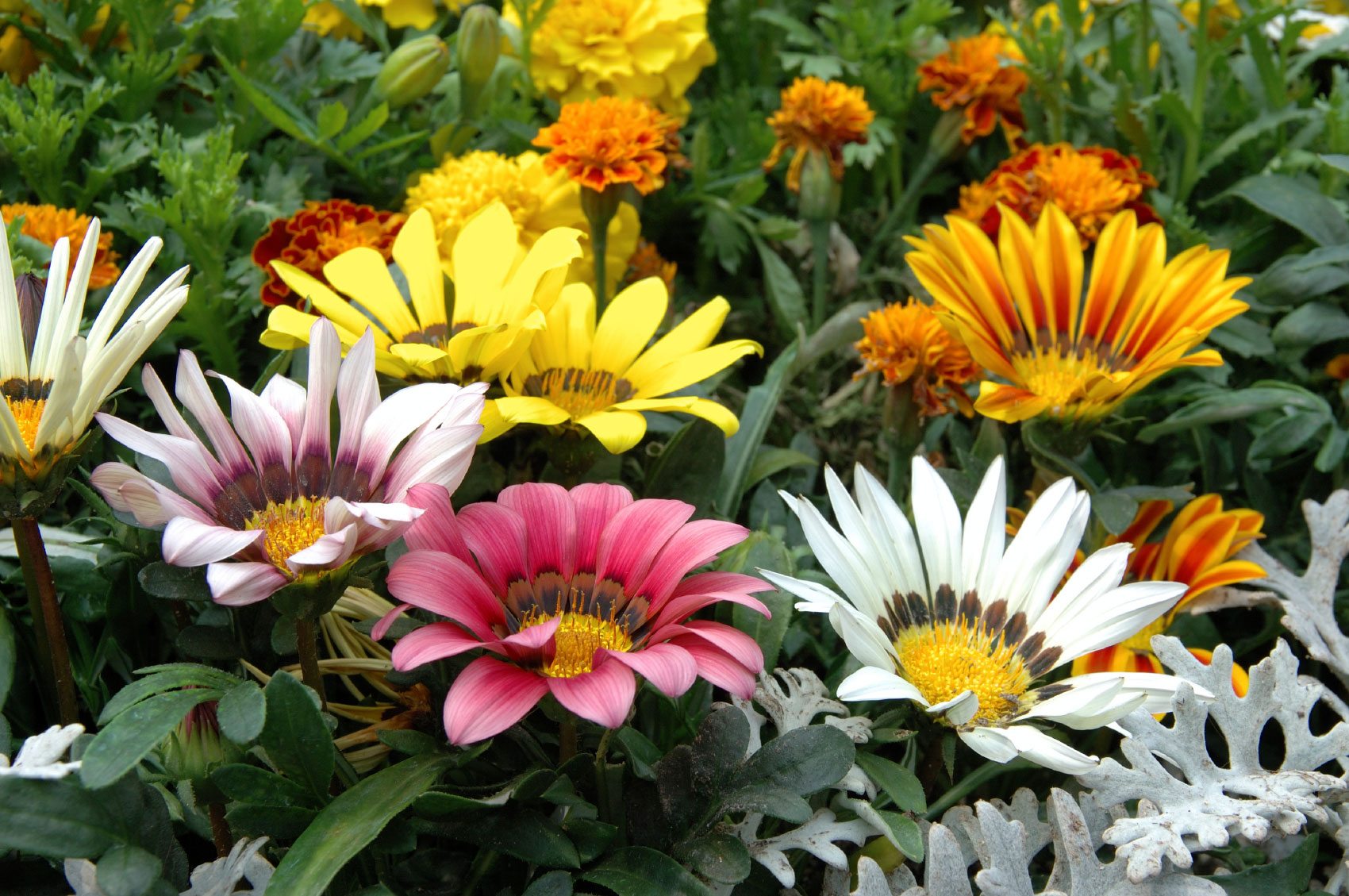 African daisy on sale