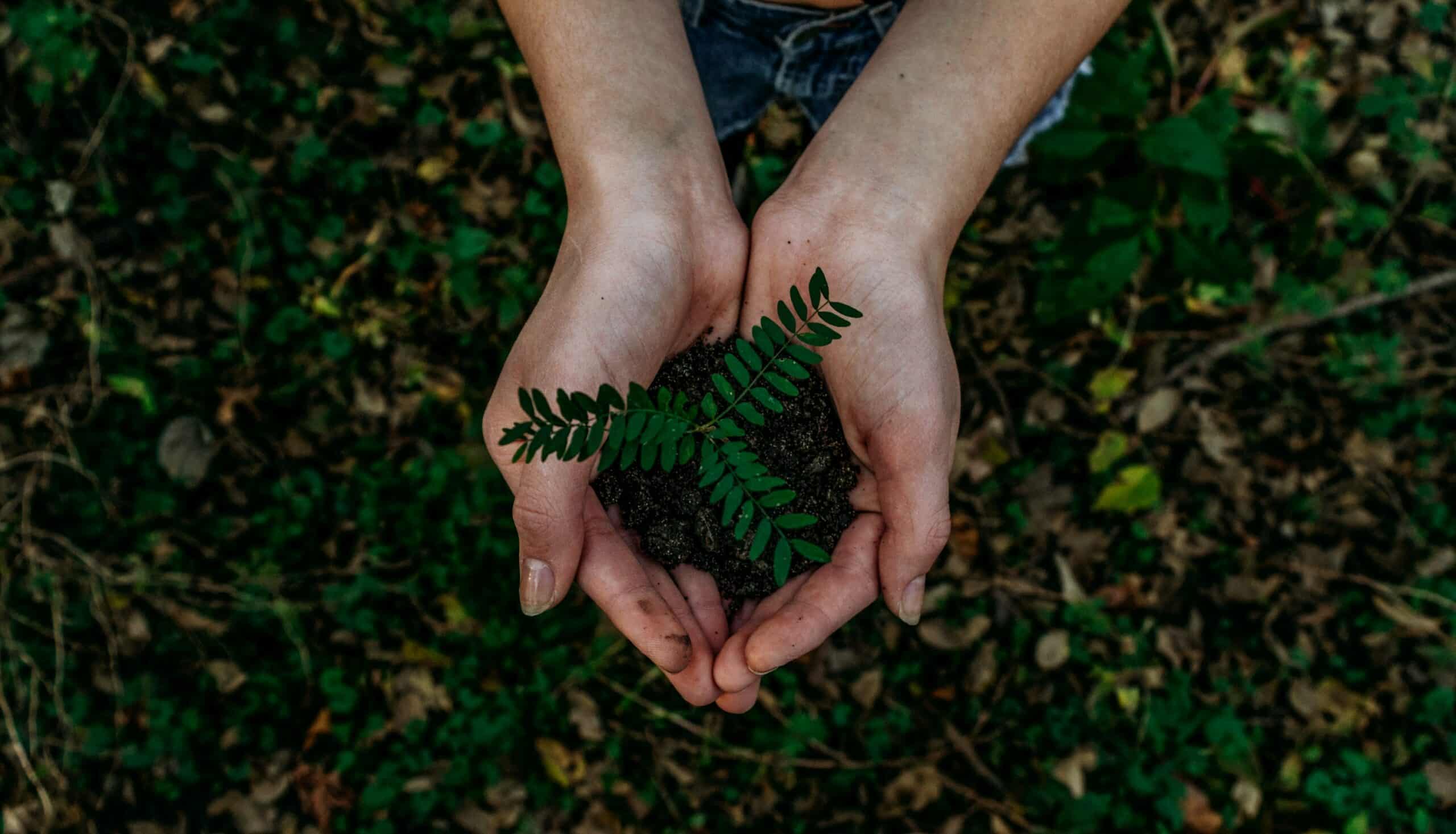 Hands holding soil with a small green plant over dark earth.