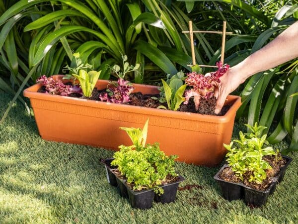 How To Grow Veggies In Containers