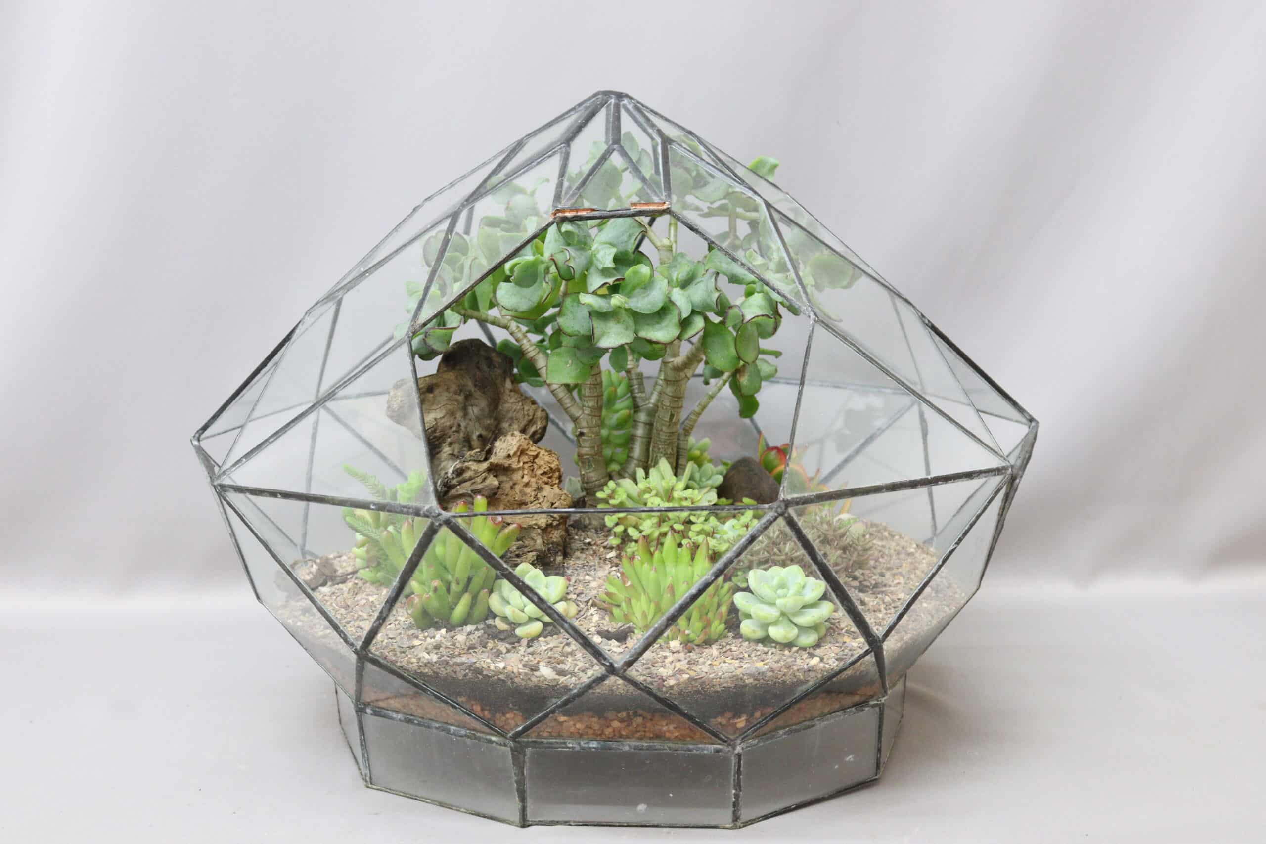 A diamond-shaped glass terrarium planter with an assortment of succulents inside, against a plain grey background.