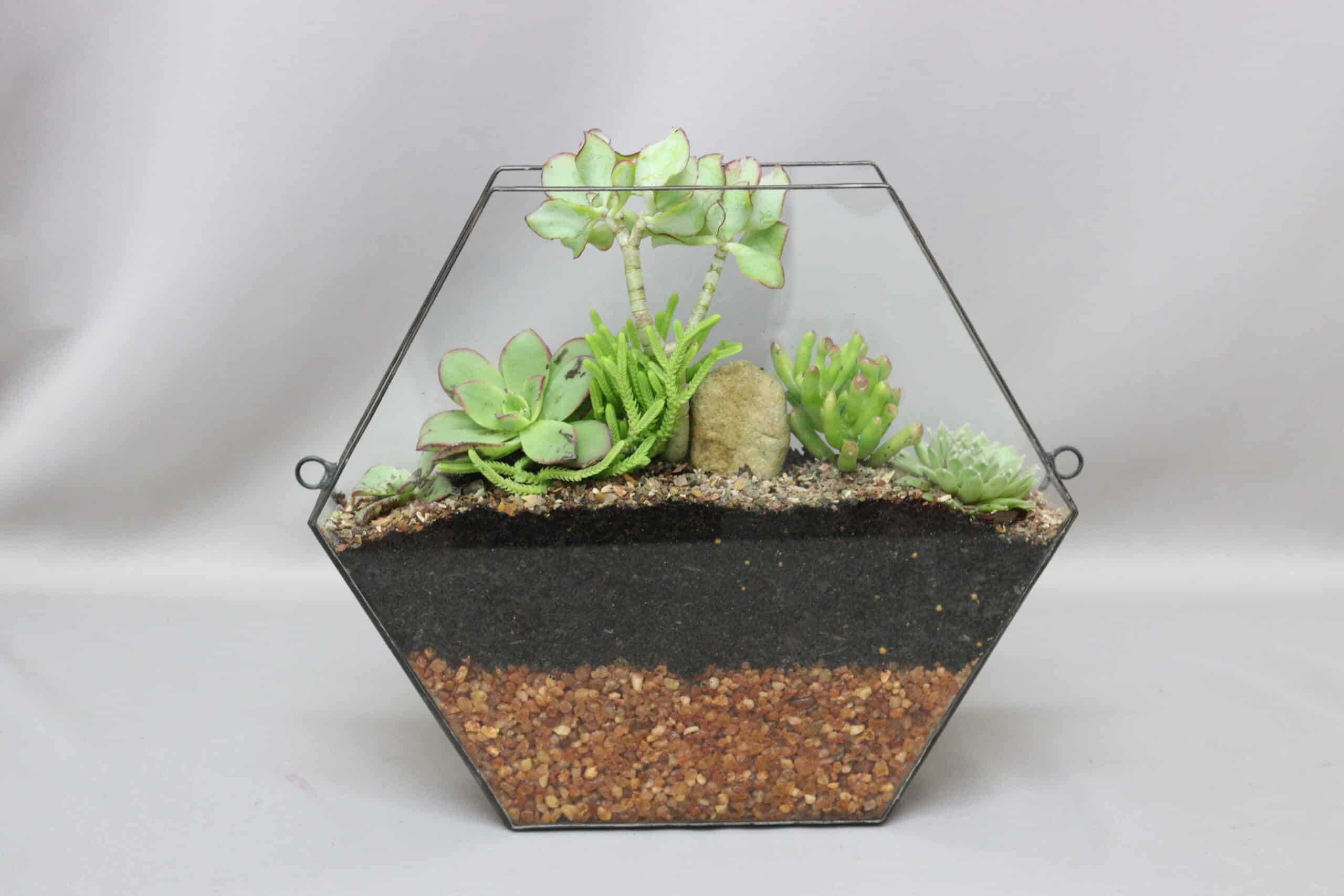A hexagonal glass terrarium planter with an assortment of succulents inside, against a plain grey background.