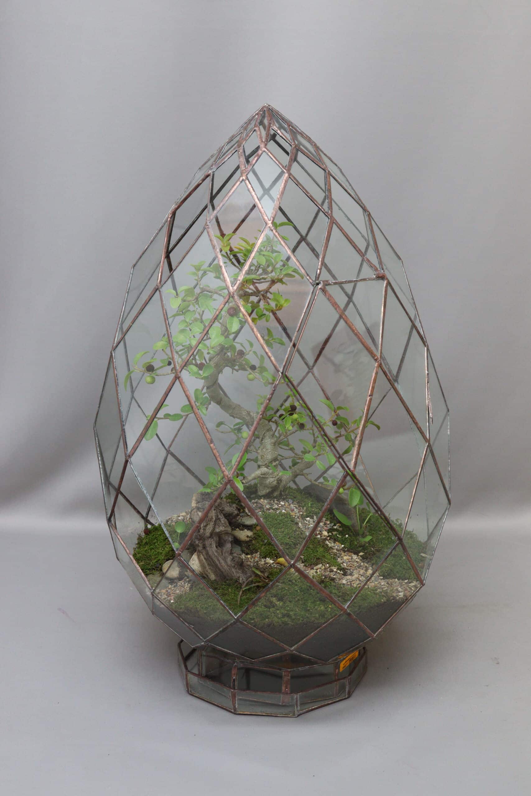 A medium egg-shaped glass terrarium planter with a small bonsai inside, against a plain grey background.