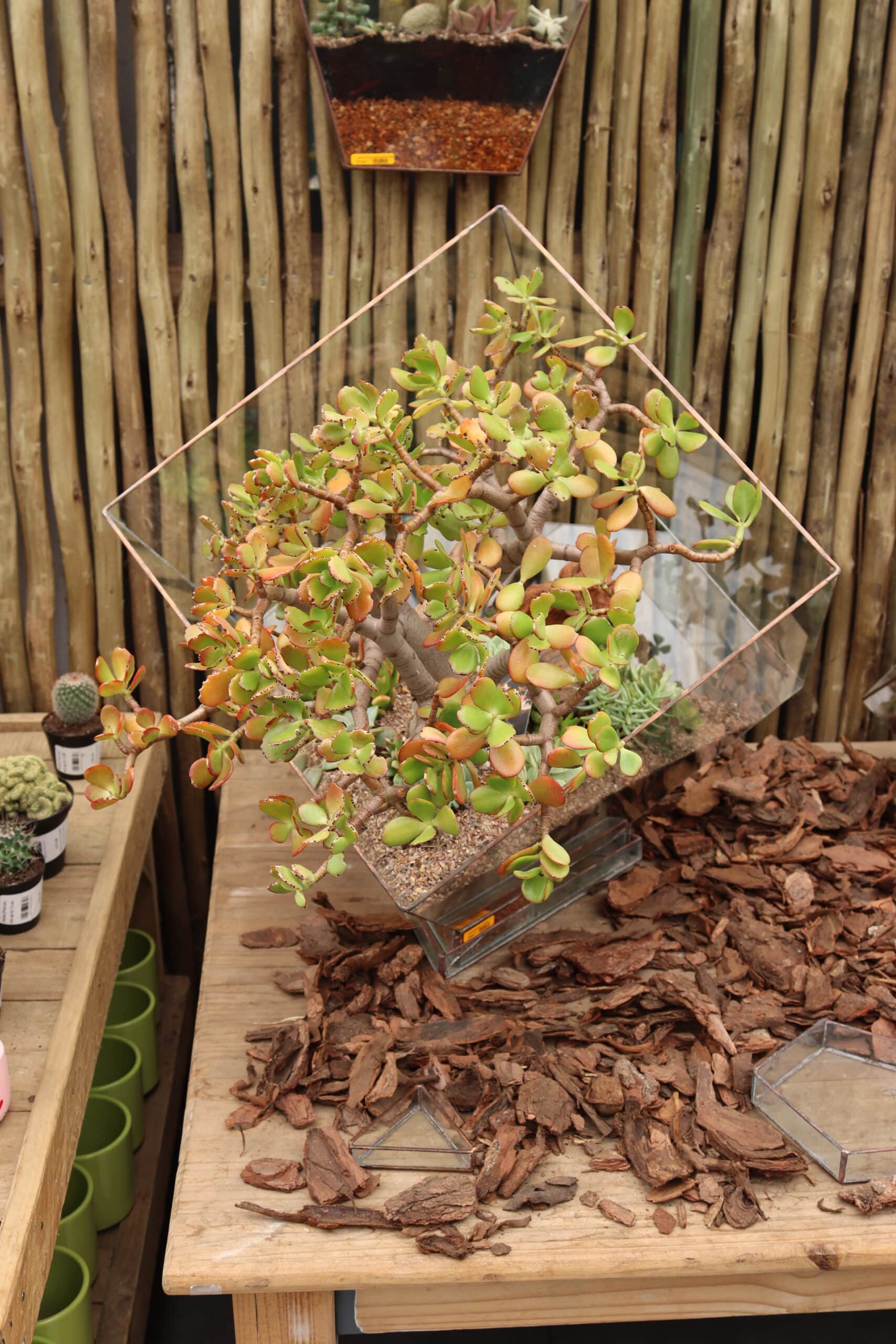 A cube-shaped glass and brass terrarium with succulents inside on top of a wooden outdoor table and against a wooden fence.