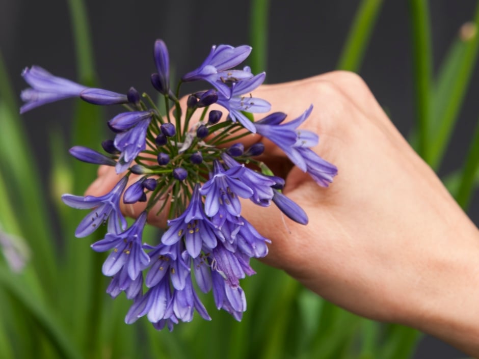 Close up of a hand holding purple agapanthus against a blurred background of green stalks.
