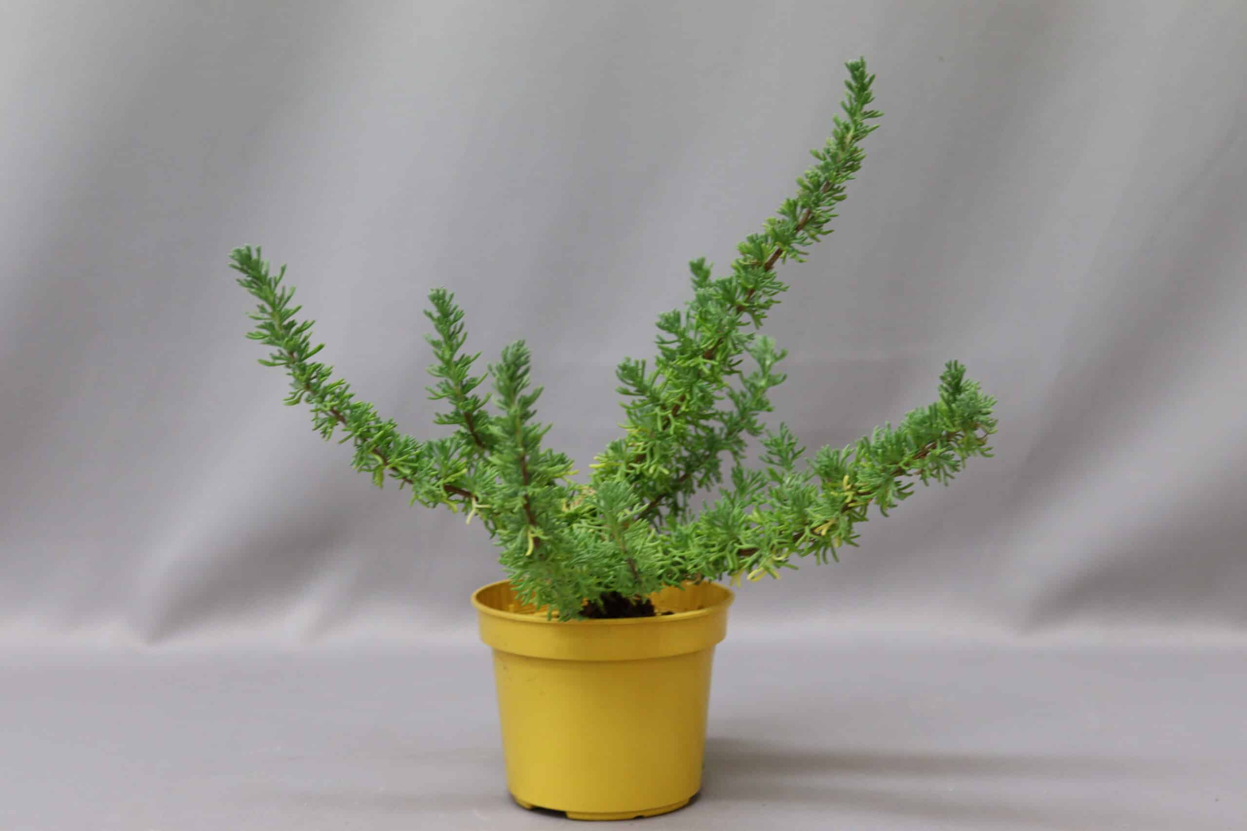 A wild rosemary (kapokbos) plant in a yellow plastic pot against a white background.