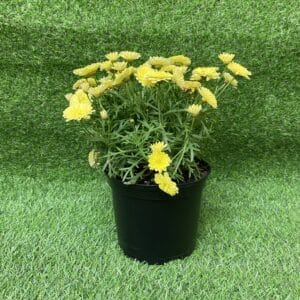 ARGYRANTHEMUM ASSORTED 15CM