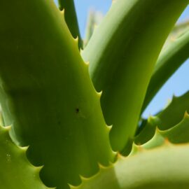 Aloe for your Garden