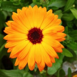 Marigolds and their surprising health benefits