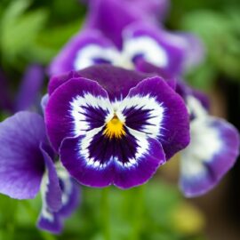 V for viola: the benefits of violas, a winter garden favourite