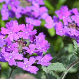 Verbena for vitality: a plant packed with health benefits