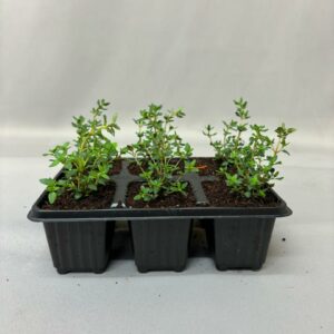 THYME 6 PACK