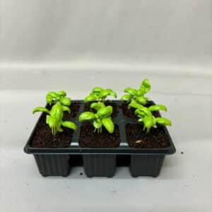 SWEET BASIL 6 PACK