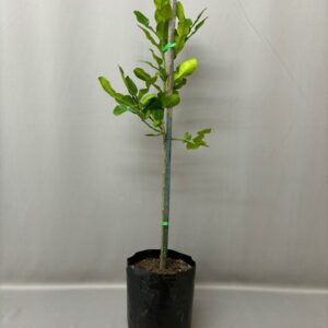 THAI LIME TREE 10KG